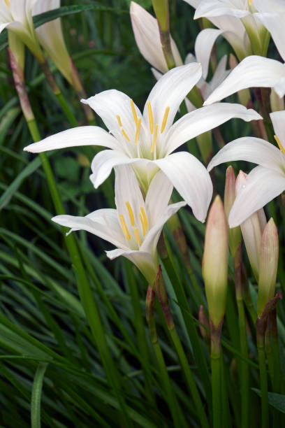 istock Atamasco Lily flowers 1298274845