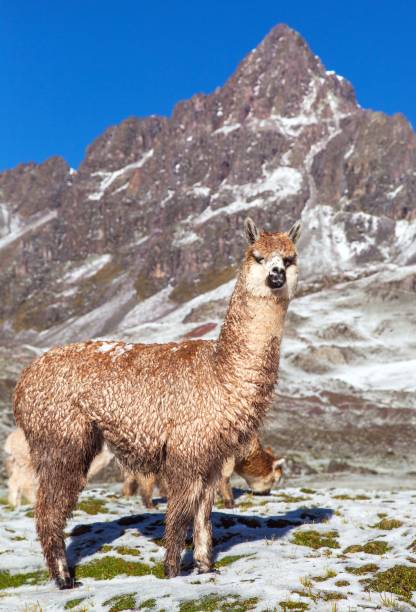 istock llama or lama on pastureland 1298275019