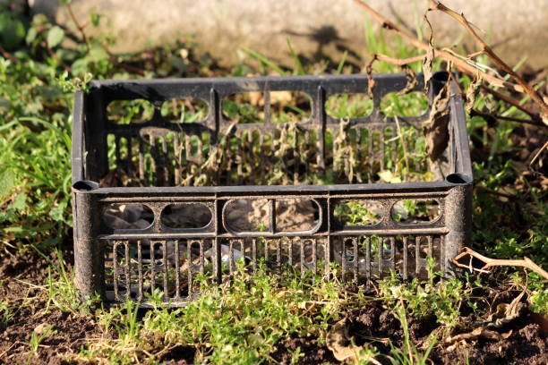 istock Dirty old plastic crate with perforated base and sides made from high density polyethylene used for storing vegetables 1298276040