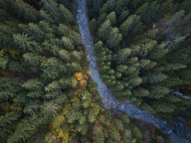 istock overview of water stream by trees in forest 1298276638