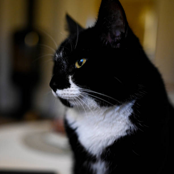 istock portrait of a black and white cat 1298276826