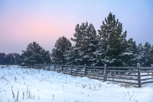 istock winter landscape - pine - conifers 1298278751