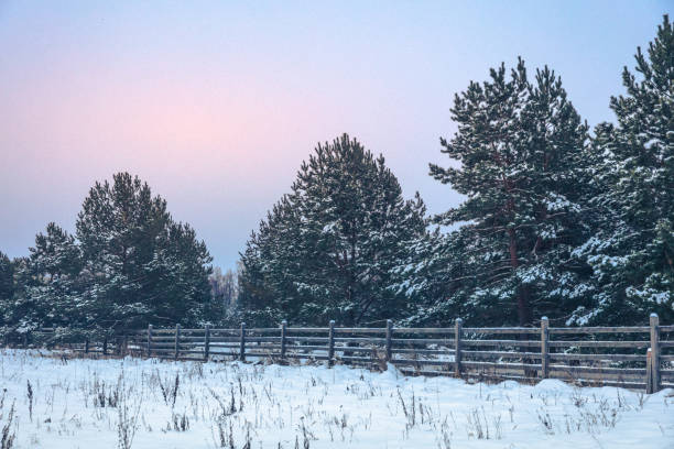 istock winter landscape - pine - conifers 1298278752
