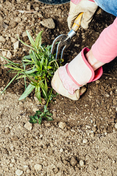 istock Woman removing weeds from her garden 1298279094