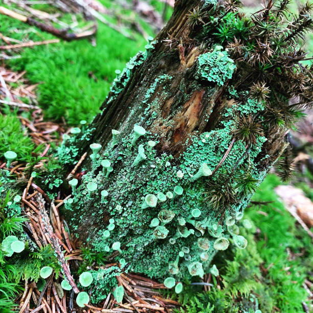 Old Tree trunk with Fungus old fungus tree trunk full of mosses mushrooms and lichens sooth stock pictures, royalty-free photos & images