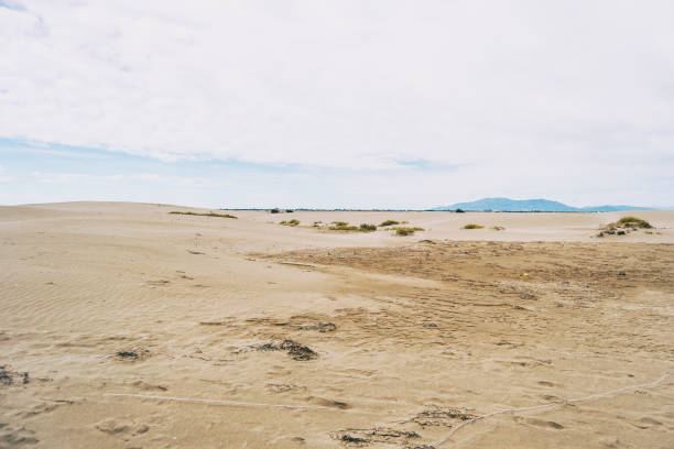 istock Lonely dunes in the Ebro delta, Tarragona, Spain. 1298280497