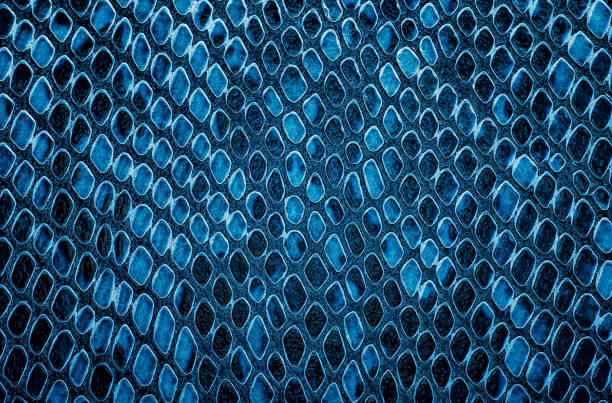 istock Blue snake skin background. Reptile leather. 1298282129