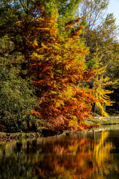 istock Autumn branches and leaves in nature 1298283577