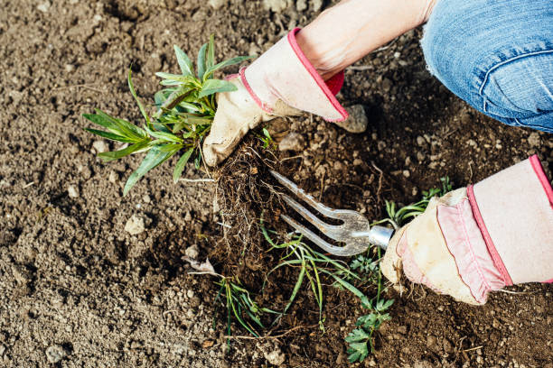 istock Woman removing weeds from her garden 1298284706