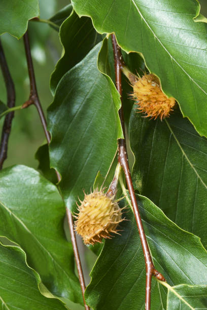 amerykańskie owoce bukowe - american beech zdjęcia i obrazy z banku zdjęć