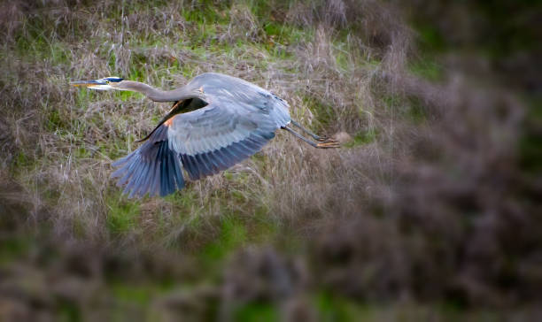 istock Great blue heron taking flight in southern California parkland. 1298284986