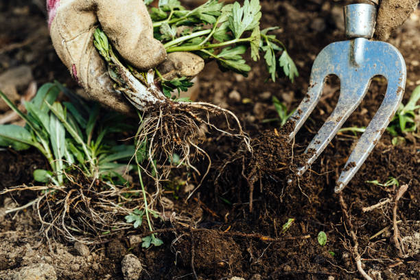 istock Woman removing weeds from her garden 1298286640
