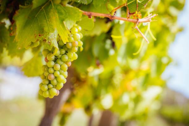 istock Vines on Mornington Peninsula in Australia 1298286787