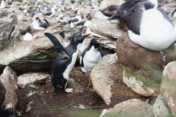 istock Rockhopper penguins (Eudyptes chrysocome) on Falkland Islands 1298289215
