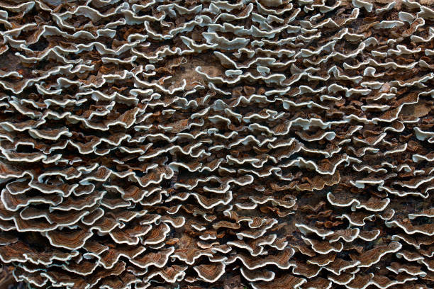 Turkey tail (Trametes versicolor). Another scientific names are Coriolus versicolor and Polyporus versicolor.