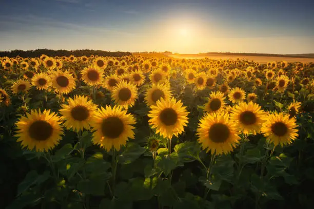 Photo of Field with yellow sunflowers at sunset, in summer.
