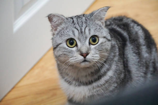 istock Scottish fold classic tabby cat is looking at right side white door background 1298291669