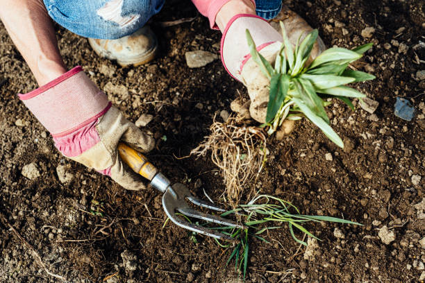 istock Woman removing weeds from her garden 1298292568