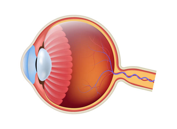 istock Anatomy eyeball close up side view. Realistic human eye retina structure, round iris and pupil texture, anatomy colorful 3d object ophthalmology poster vector isolated illustration 1298292696