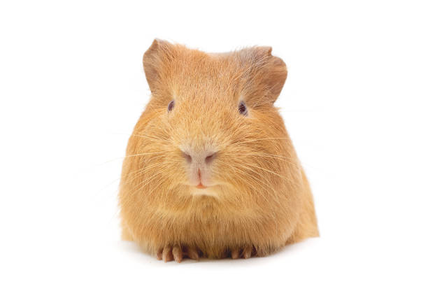 istock Guinea pig little pet rodent 1298292736