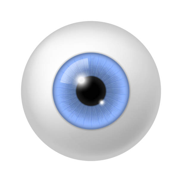 istock Realistic human eyeball. Anatomy blue eye close up element, 3d round iris retina and pupil, optical lens, colorful ophthalmology clinic anatomy poster, vector isolated illustration 1298292809
