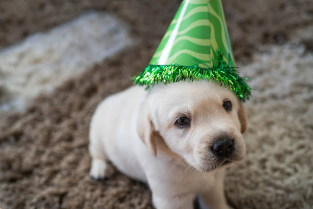 istock Puppies at home 1298293645