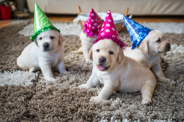 Puppies at home