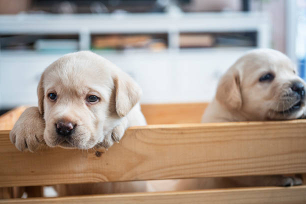 istock Puppies at wooden box 1298293688