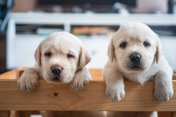 istock Puppies at wooden box 1298293702