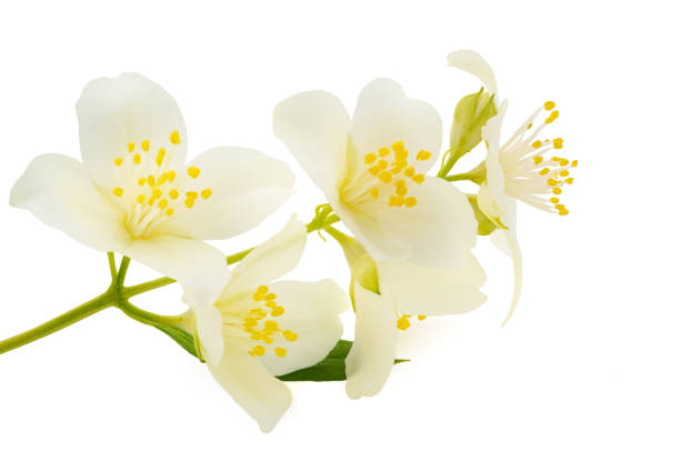istock English dogwood 1298293780