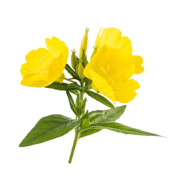 Common evening primrose flowers isolated on white