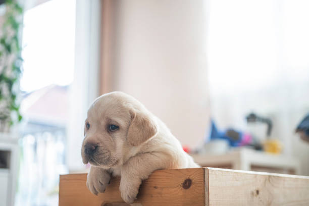 Puppies at wooden box