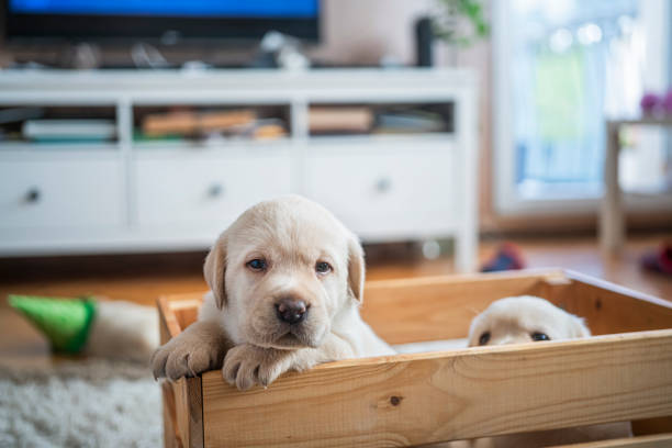 istock Puppies at wooden box 1298293972