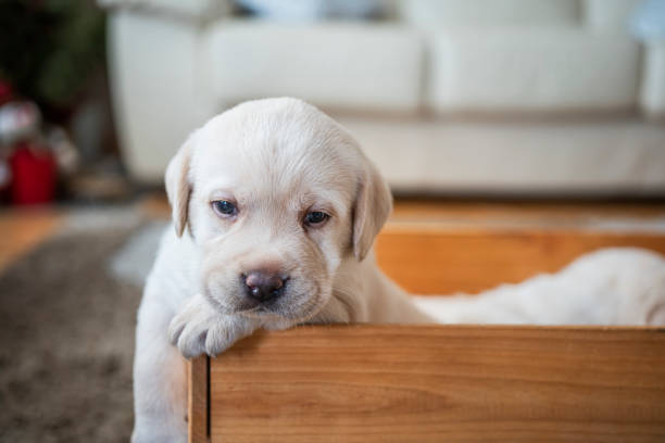 istock Puppy playing at home 1298294513