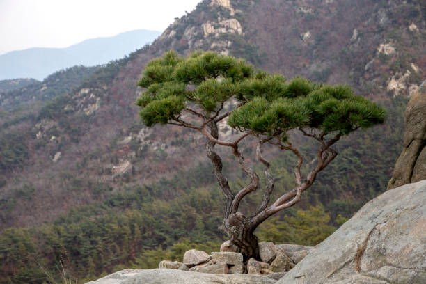 istock The pine tree in Mt. Kwanaksan in Seoul 1298295609