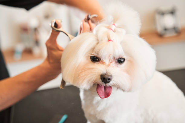 istock Grooming master cuts and shaves at the salone 1298295618