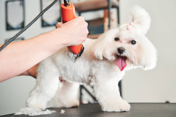 istock Little happy white maltipoo dog sharing glad emotions 1298295704