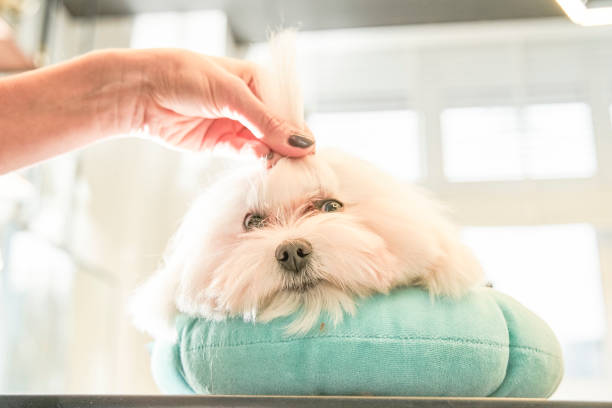 istock Miniature white maltipoo laying on the pillow 1298295705