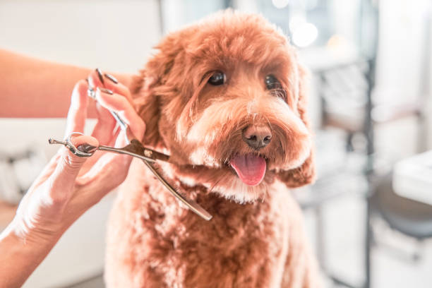 istock Calm apricot labradoodle at grooming procedure 1298295723