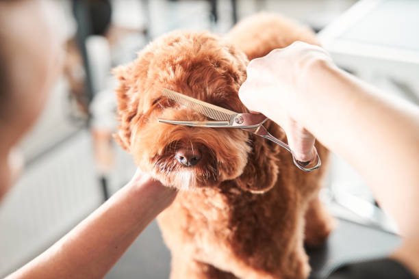 istock Groomer using tools, scissors for neatly hair cutting 1298295735