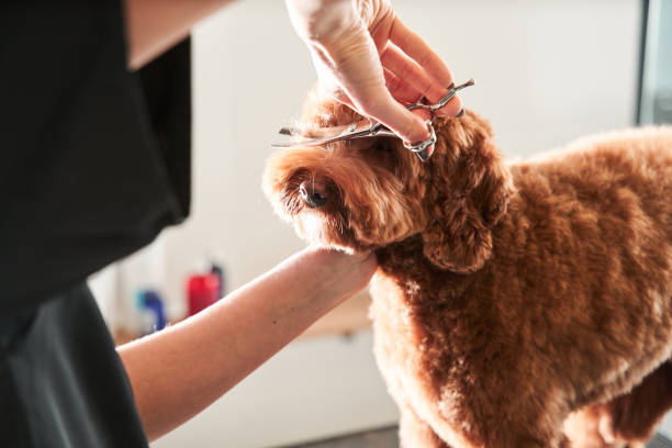 Professional groomer handle with pets Happy dog labradoodle don't afraid of hair cutting in grooming salon. Professional groomer handle with pets, enjoying working with animals. Stock photo cutting hair stock pictures, royalty-free photos & images