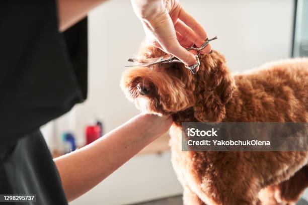Professional Groomer Handle With Pets Stock Photo - Download Image Now - Dog, Animal Groomer, Hair Salon