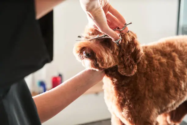 Happy dog labradoodle don't afraid of hair cutting in grooming salon. Professional groomer handle with pets, enjoying working with animals. Stock photo