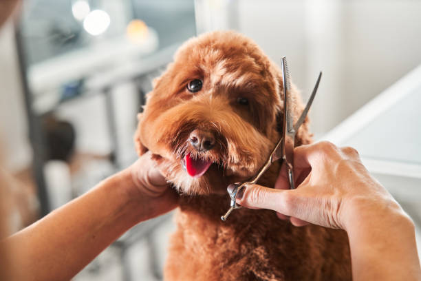 Funny dog sitting at the grooming salon Professional groomer cut fur with scissors and clipper at the little smile dog labradoodle. Funny dog sitting at the grooming salon or vet clinic and looked trustingly labradoodle stock pictures, royalty-free photos & images