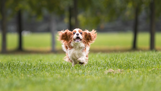 Divertido joven caballero rey Charles spaniel perro corriendo y saltando sobre hierba verde en la naturaleza. photo