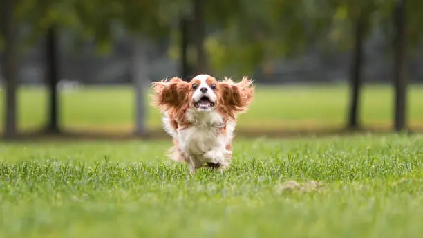 Photo of Funny young cavalier king charles spaniel dog running and jumping  on green grass at nature.