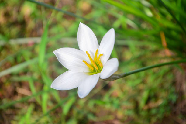 istock White flower 3 - Natural Color 1298295948
