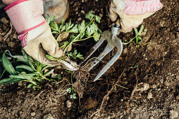 istock Woman removing weeds from her garden 1298296027
