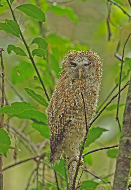istock African Wood-owl 1298296720