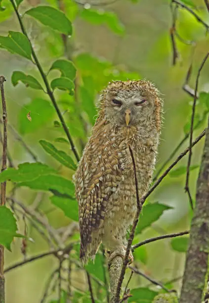 African Wood-owl (Strix woodfordii woodfordii) juvenile perched on branch, wet after rain"n"nMount Sheba, South Africa          November